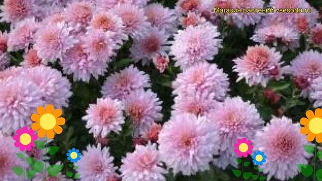 Хризантема девичья Окишор. Краткий обзор, описание характеристик chrysanthemum parthenium смотреть онлайн