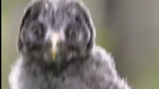 Что делать, если нашли совёнка? смотреть онлайн