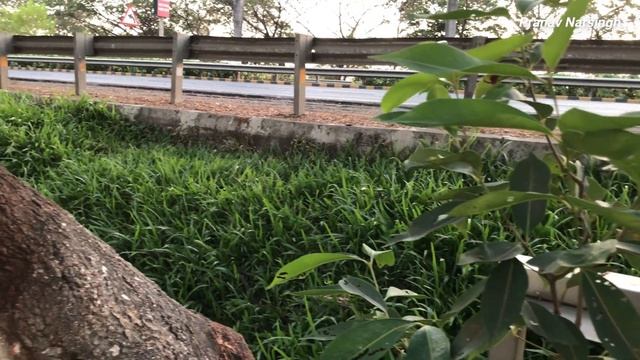 Seawood Lake | New Mumbai | Jewel Of Navi Mumbai | Peaceful Place In Navi Mumbai | Full Information