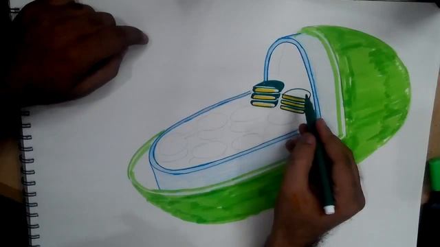 how to draw chloroplast смотреть онлайн