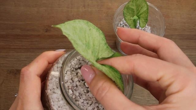 Syngonium Confetti Propagation | Tips & Tricks! | Plantkins смотреть онлайн