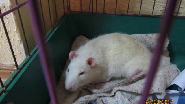 Парк "Молодежный" в г. Липецке смотреть онлайн