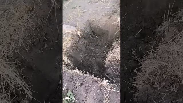 Что делать, чтобы рассада земляники не сгорела. #дача #земляника #сад смотреть онлайн