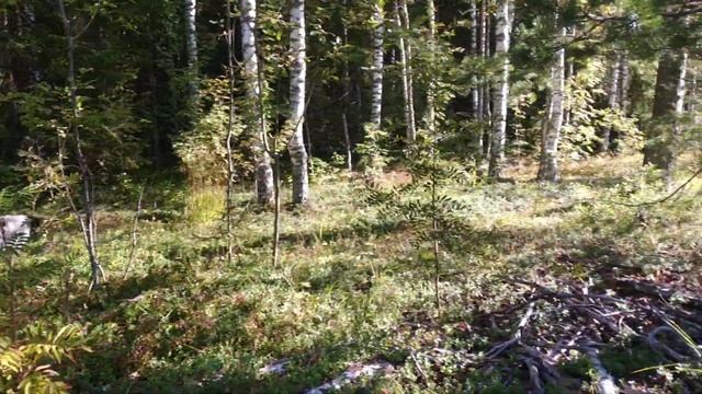 Собираем бруснику в тайге с Аделькой!!! смотреть онлайн