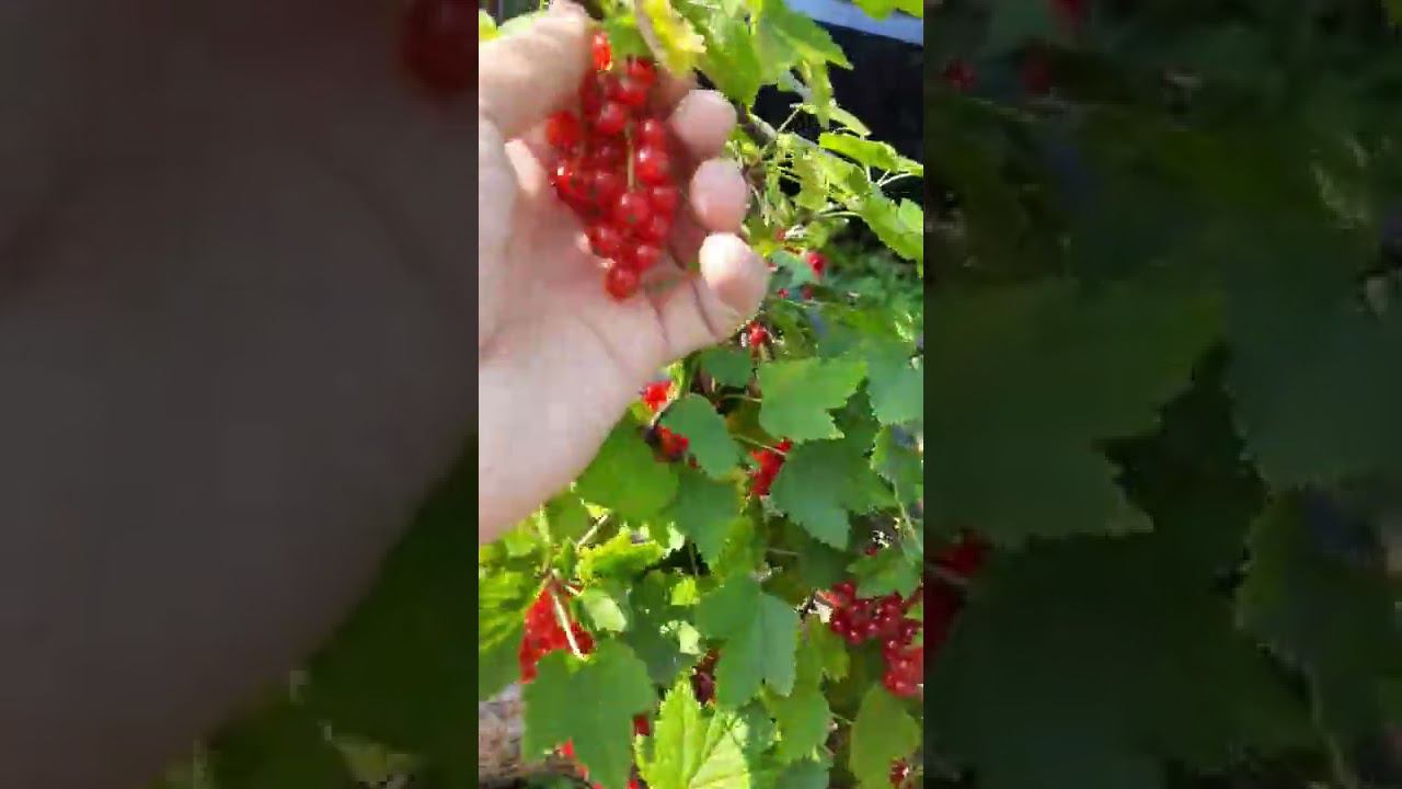 Как быстро собирать смородину смотреть онлайн