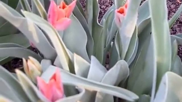 Весенние тюльпаны. Дарю вам от всего седдца. смотреть онлайн