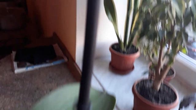 Орхидея заболела / Дырки на листах / Как вылечить болезнь на листьях / Прошу помощи / НАША ДАЧА смотреть онлайн
