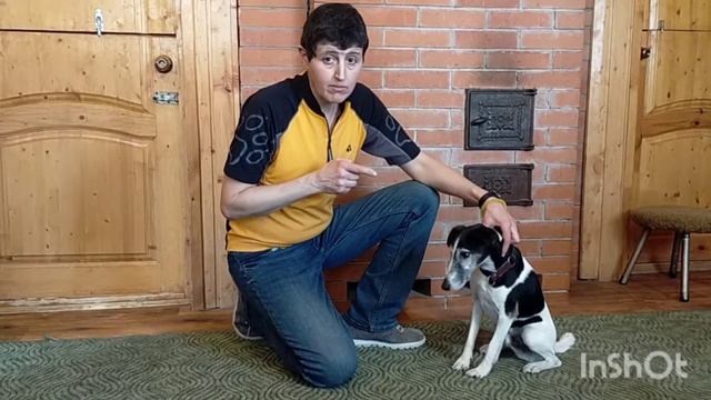 Как научить собаку давать лапу / How To Teach A Dog To Give A Paw