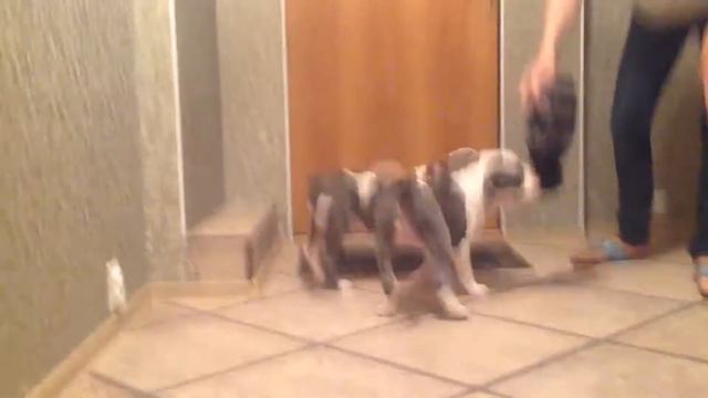 Щенки Амстаффа Из Прайд Гранд смотреть онлайн