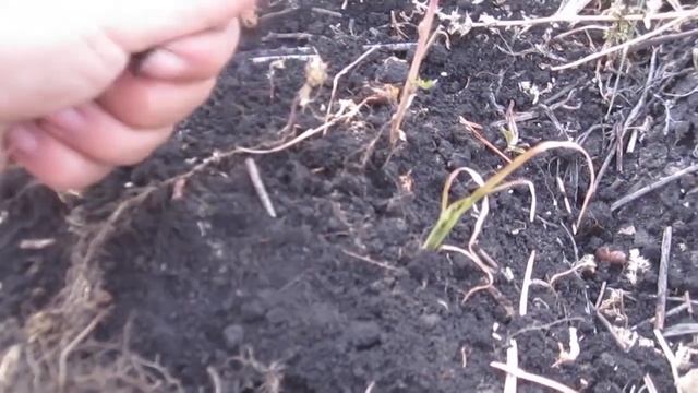 ЧуфА - земляной миндаль. Супер-орех! А так же, как растет арахис!