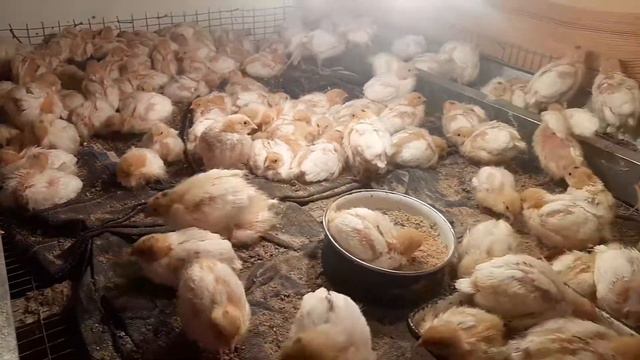 Perepela ua Orlovets перепела техасские белые бройлерные, перепелята 9 дней и 28 смотреть онлайн