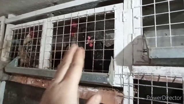 Моё содержание кур зимой ? смотреть онлайн