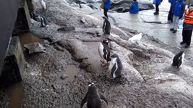 Песня субантарктического пингвина ( Gentoo Penguin )