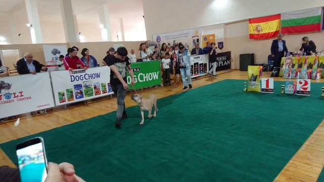 20.10.19 GOLDI WKU Yerevan BB смотреть онлайн