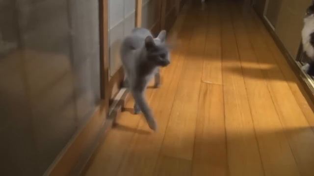 Неуклюжий кот смотреть онлайн