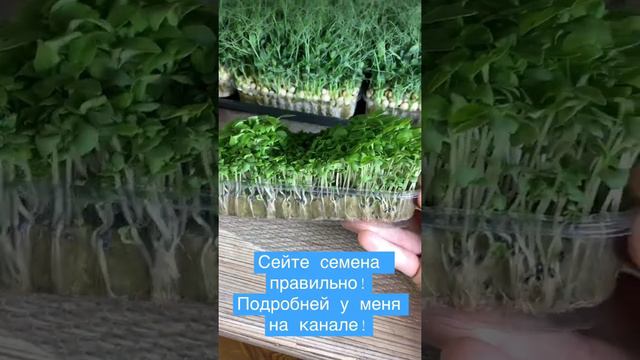 Много не значит хорошо! Когда посеял на глаз) Бизнес микрозелень! смотреть онлайн