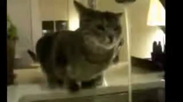 Кот любящий купаться смотреть онлайн