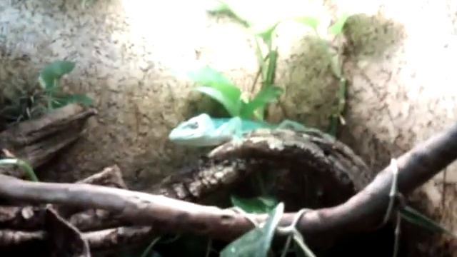 Экзотические животные Водного парка смотреть онлайн