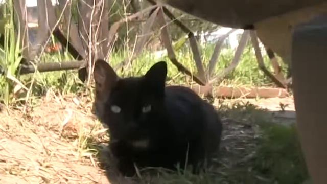 Саров просто коты смотреть онлайн