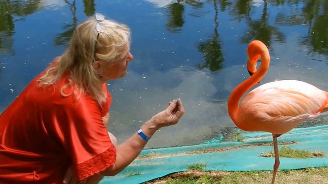 Talking with a flamingo. смотреть онлайн