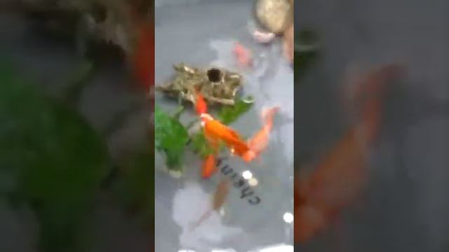 #Птичий мир в зоопарке г.Нальчика 14.01.2021г. Видео от нашей профсоюзницы "Союз ССР" смотреть онлайн