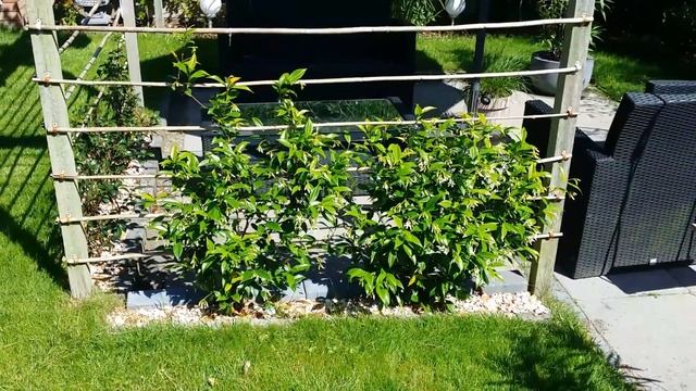 Trachelospermum jasminoides.... смотреть онлайн