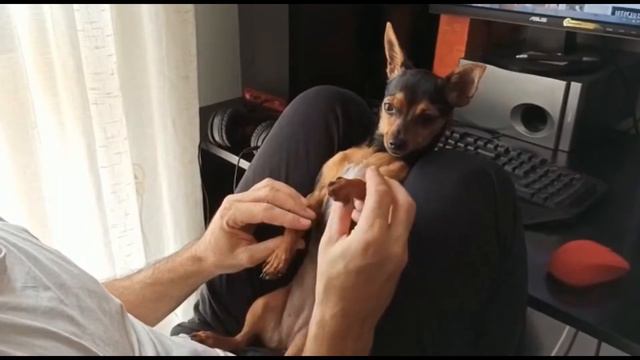 Mi perrita Tavi, cruce de chiguagua y pinche. смотреть онлайн
