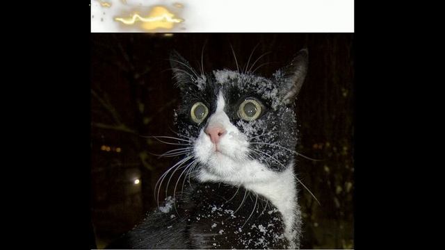Скачать бесплатно смешные кошки картинки 2019 - Смешное видео МатроскинТВ