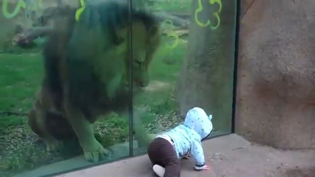 В зоопарке настоящая охота смотреть онлайн