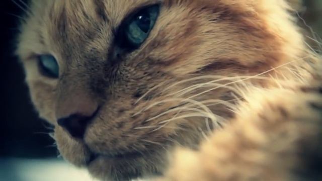 11 Secrets Cats Don't Want You To Know смотреть онлайн
