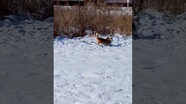 Чем занять собаку зимой. Welsh corgi pembroke. Корги смотреть онлайн