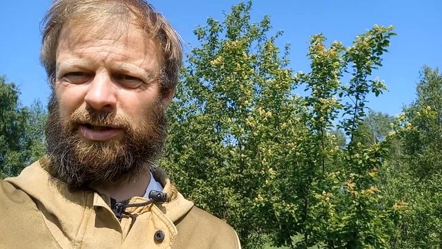 Клён Татарский. Полезное растение для пчёл. смотреть онлайн