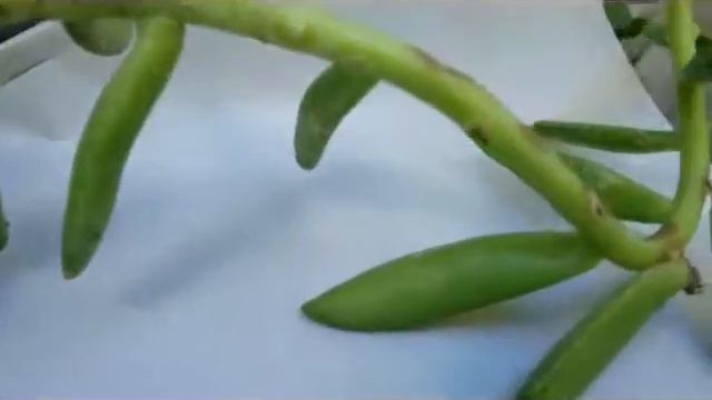 Echevaria plant propagation - how to propagate succulent plant echevaria смотреть онлайн