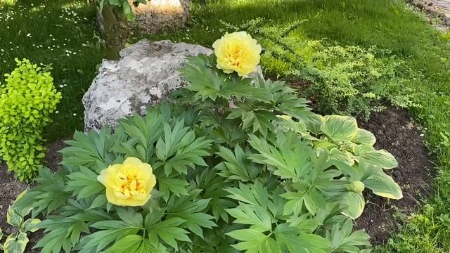 Каким способом обрезать обриетту,очиток yellow, пионы.ИТО пионы- первое цветение.аюги,бруннеры смотреть онлайн