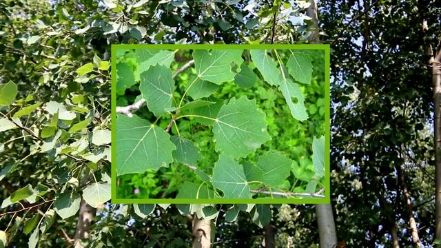 Pioppo tremulo (Populus tremula) смотреть онлайн