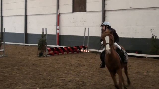 Nathan,concours De Bierghes (40-50 Cm) En Janvier 2015 (1/2).