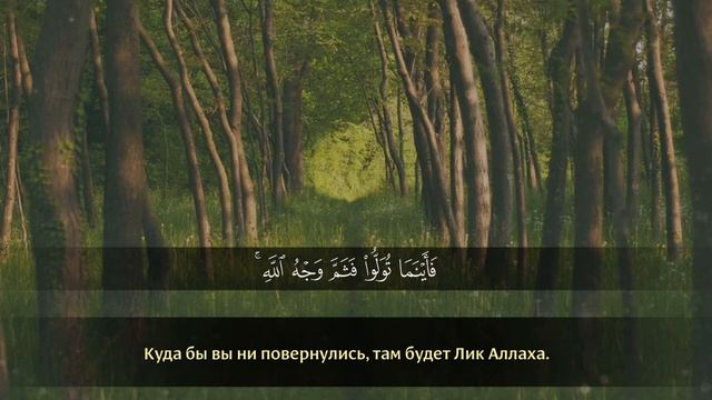 АбдуРахман Ар Рушуд | сура 2 «Аль Бакара» (Корова), аяты 113-119 смотреть онлайн