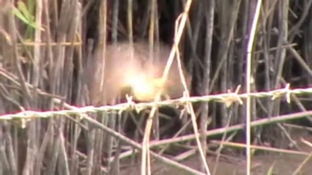 Reed Warblers - Panasonic SDR-S26 смотреть онлайн