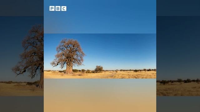 Baobab (Adansonia digitata) in a typical landscape of the Makgadikgadi Pans National Park, Botswana смотреть онлайн