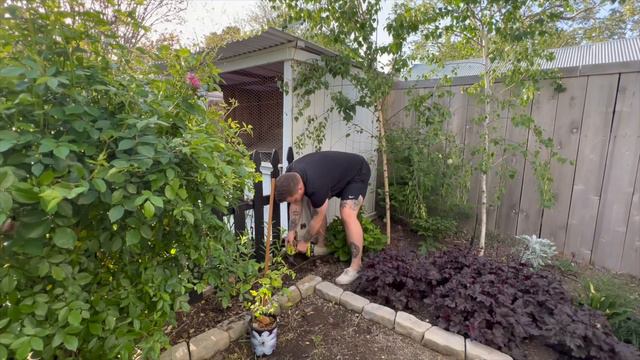 Fixing my espalier apple tree and planting and clematis 🌸🍎 || visit our garden смотреть онлайн