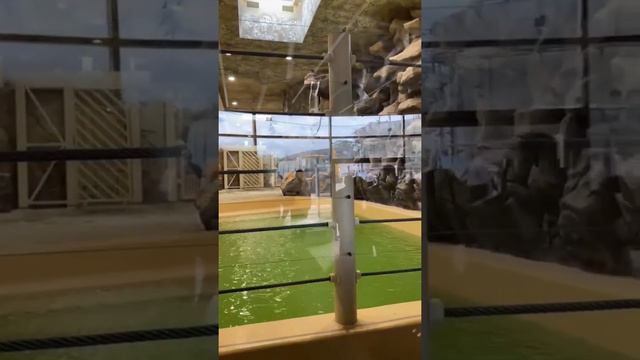 🦁Харьковский зоопарк готовят к открытию: вчера прошла первая экскурсия для детей смотреть онлайн