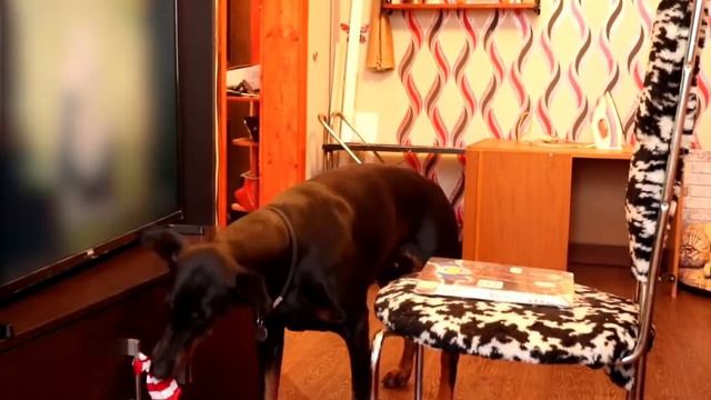 Clever Dog Fails the Patience Test Successfully || ViralHog смотреть онлайн