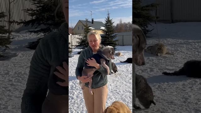 Мексиканское ксоло. Настоящий пацан. Подробнее инст animal_tsarstvo #животные #собаки смотреть онлайн