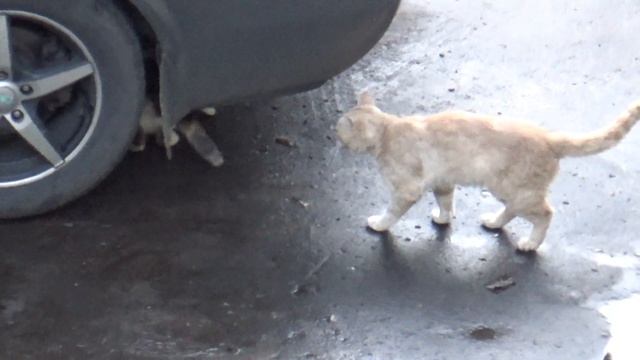 камера SONY HDR-405 зумм смотреть онлайн