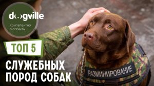 ТОП 5 СЛУЖЕБНЫХ пород собак