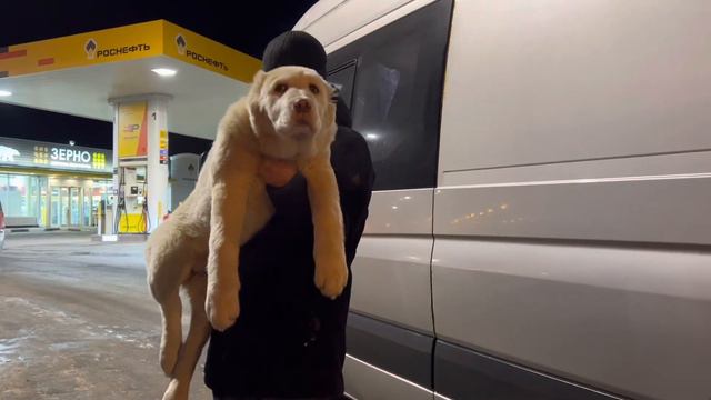 СУРДАН КАРАШ АРКТИКА и ЯШЕНЬКА - отправка домой🚐🏡 смотреть онлайн