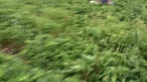 Как собирают клубнику в Портленде, США