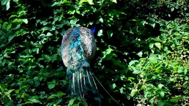 Павлины, говоришь ?!