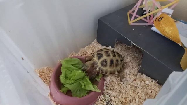 Что делает моя сухопутная среднеазиатская черепаха, тортила зимой? смотреть онлайн