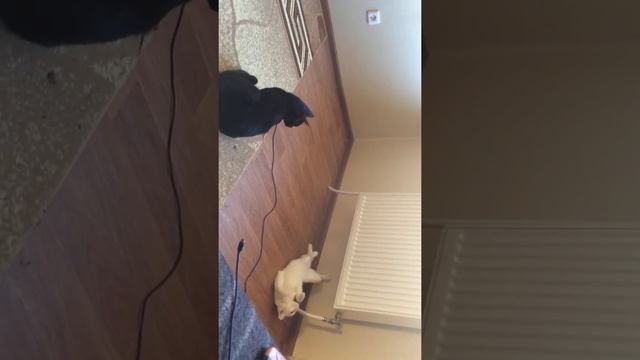 Вязка кошки смотреть онлайн